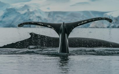 Observer les orques en Norvège