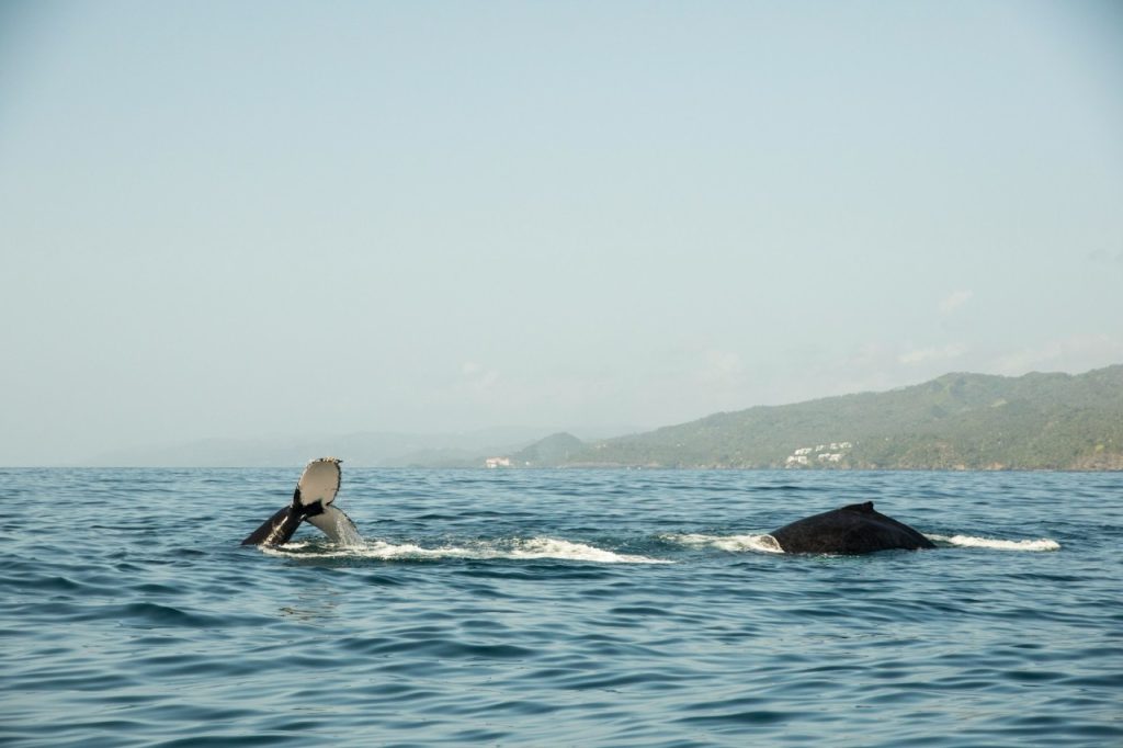 Observer les baleines à Samana